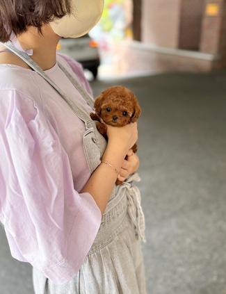 강아지분양 썸네일